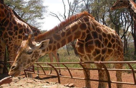 Giraffe Centre Tour - Photo 5