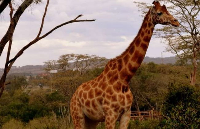 Giraffe Centre Tour - Photo 7