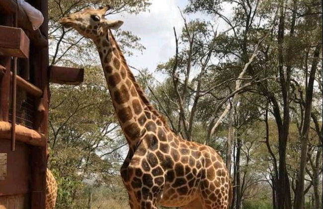 Giraffe Centre Tour - Photo 6