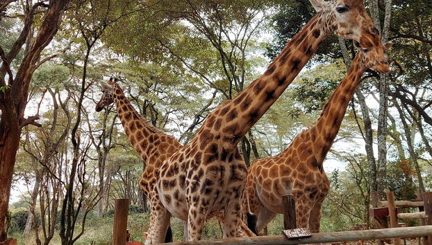 Girafas em Nairobi