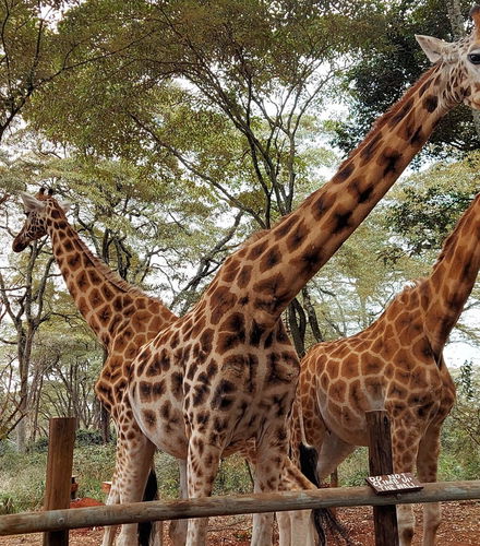 Foto - Escursione al Giraffe Centre
