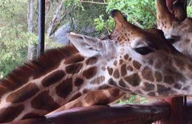 Giraffe Centre Tour - Photo 8