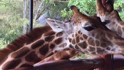 Excursão ao Giraffe Centre