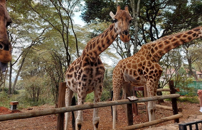Giraffe Centre Tour - Photo 2