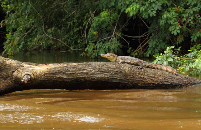 Escursione a Caño Negro - Foto 3