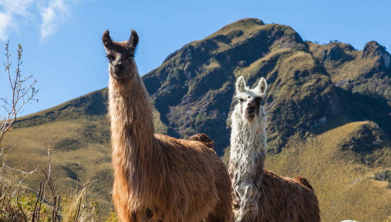 Trekking por el volcán Pasochoa - Foto 1