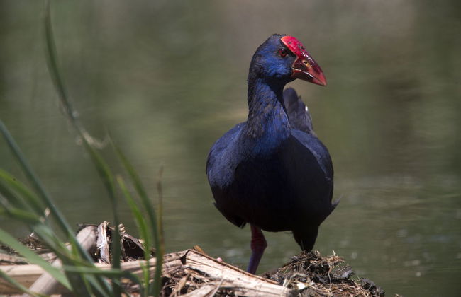 Paseo en lancha rápida por la Ría Formosa - Foto 1