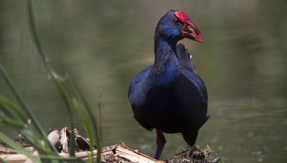Paseo en lancha rápida por la Ría Formosa - Foto 1
