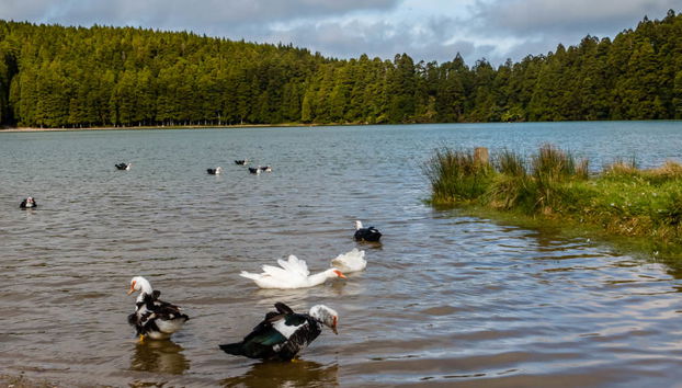 Excursion à Povoação et à Nordeste - Photo 5