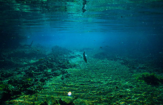 Snorkelling in the Prata & Olho d'Água Rivers - Photo 7