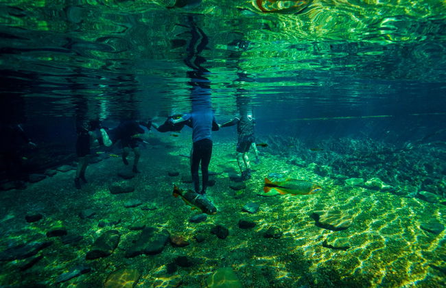 Snorkelling in the Prata & Olho d'Água Rivers - Photo 5