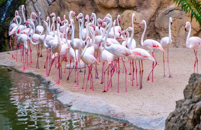Excursión a Valencia + Bioparc - Foto 2