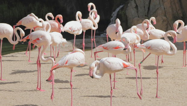 Excursion à Valence + Bioparc - Photo 3