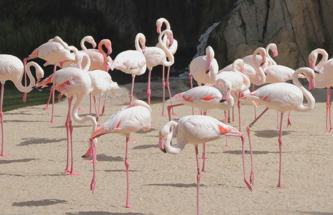 Escursione a Valencia + Bioparc - Foto 6