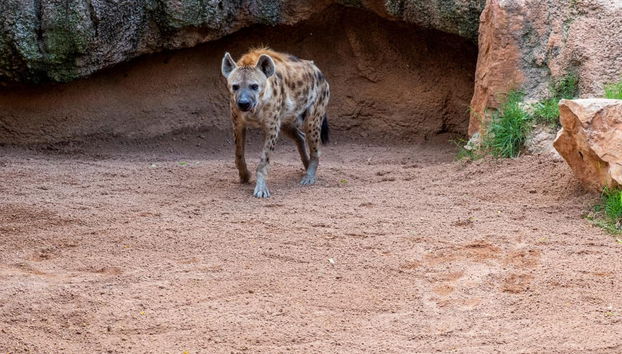 Escursione a Valencia + Bioparc - Foto 3