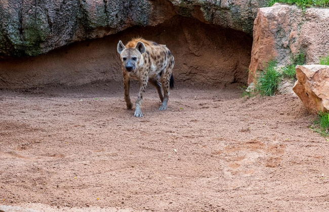 Escursione a Valencia + Bioparc - Foto 3