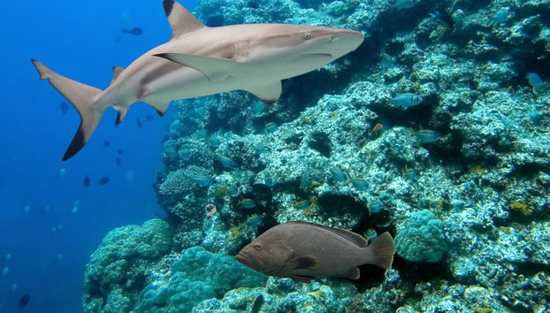 Diving in Trincomalee - Foto 2