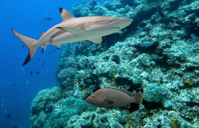 Nilaveli Fun Diving for Certified Divers - Foto 3