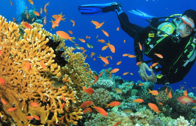 Buceo en Nilaveli - Foto 5