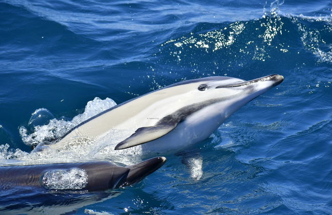 Entrada al teleférico de Gibraltar + Avistamiento de delfines - Foto 5