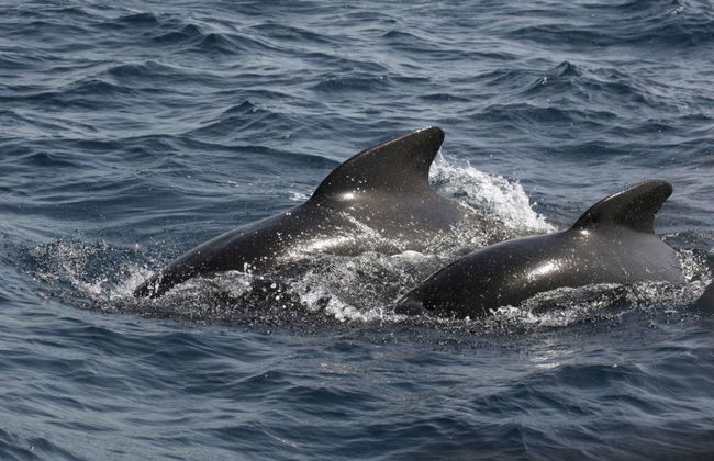Entrada al teleférico de Gibraltar + Avistamiento de delfines - Foto 3