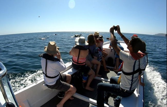 Paseo en barco privado por Arrábida - Foto 2