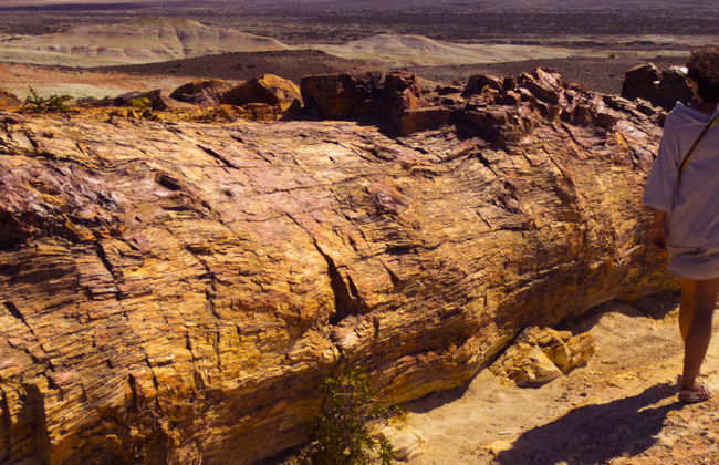 Excursión privada al Bosque Petrificado - Foto 3
