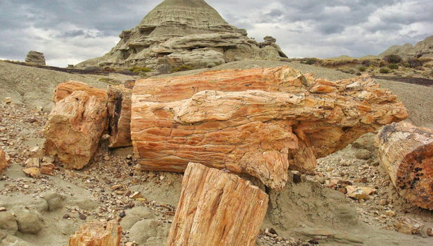 Excursion privée au Bosque Petrificado - Photo 3