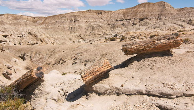 Excursion privée au Bosque Petrificado - Photo 4