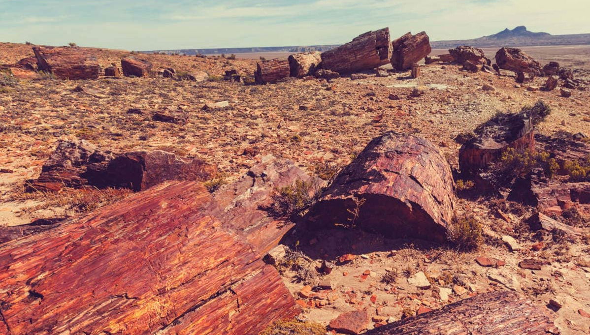 Excursion privée au Bosque Petrificado - Photo 1