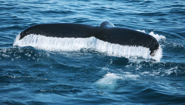 Avistamiento de ballenas en barco ecológico - Foto 5