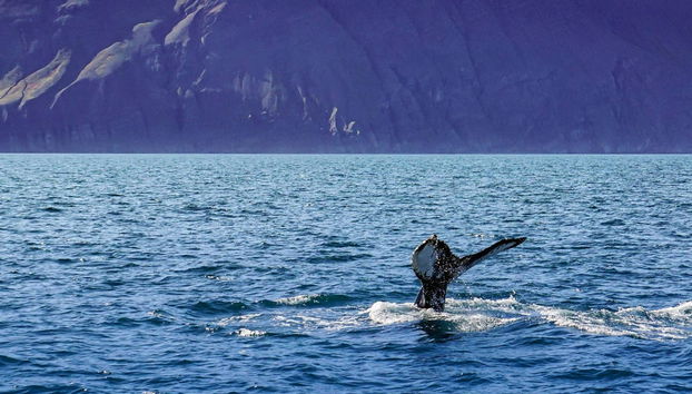 Avistamiento de ballenas en barco ecológico - Foto 3