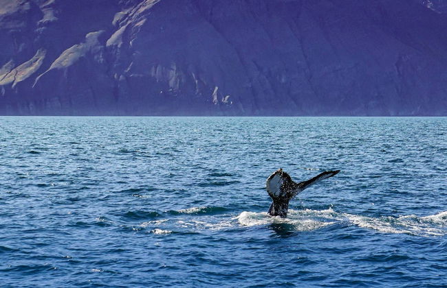 Avistamento de baleias de barco ecológico - Foto 3
