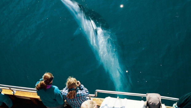 Avistamiento de ballenas en barco ecológico - Foto 2