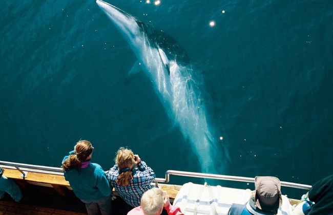 Avistamento de baleias de barco ecológico - Foto 2