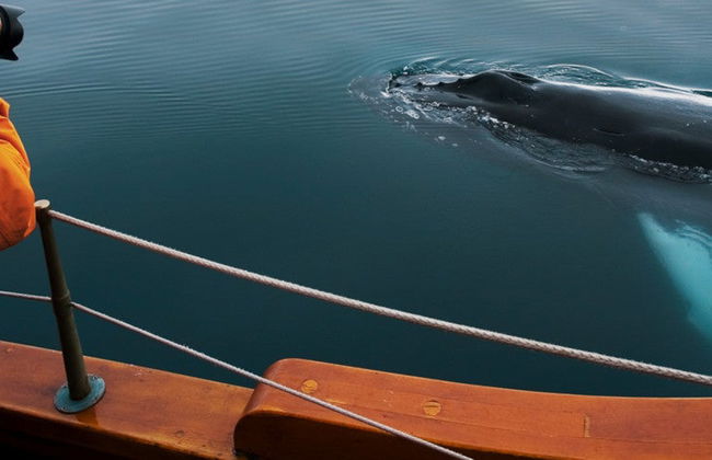 Avistamiento de ballenas en barco ecológico - Foto 4