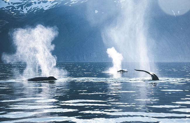 Avistamiento de ballenas en barco ecológico - Foto 3