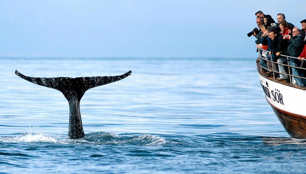Avistamiento de ballenas en barco ecológico - Foto 4