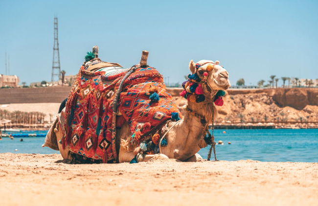 Agadir Camel Ride - Photo 2