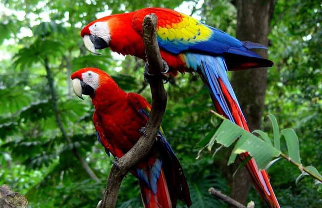 Excursión a los ríos Amazonas, Nanay y Momón - Foto 6