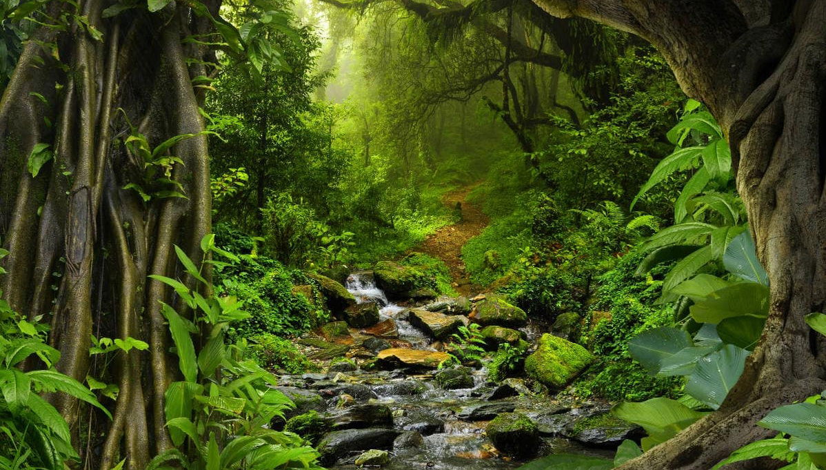 Amazon Jungle Three Day Tour - Foto 1