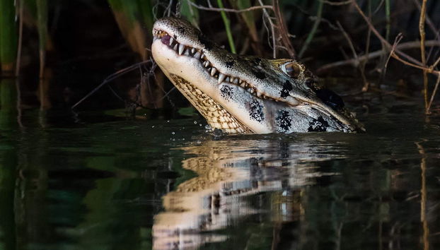 Lake Sandoval Amazon Trek - Foto 5
