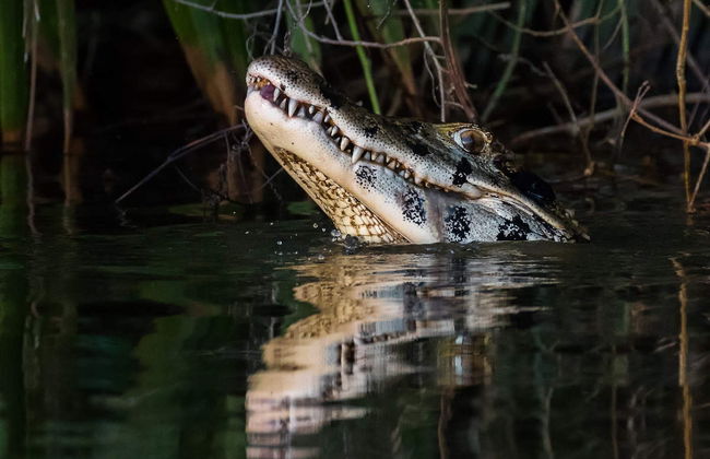 Lake Sandoval Amazon Trek - Foto 5