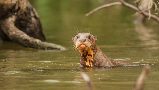 Peruvian Jungle Multi-Day Tour - Photo 4