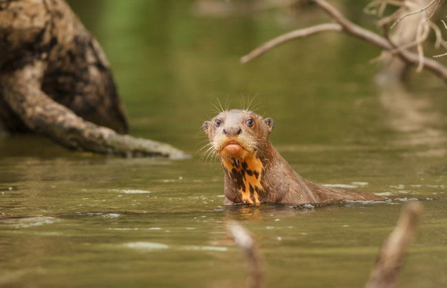 Lake Sandoval Amazon Trek - Foto 1