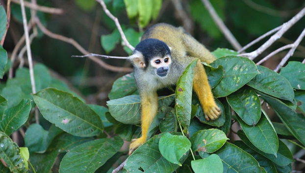 Lake Sandoval Amazon Trek - Foto 2