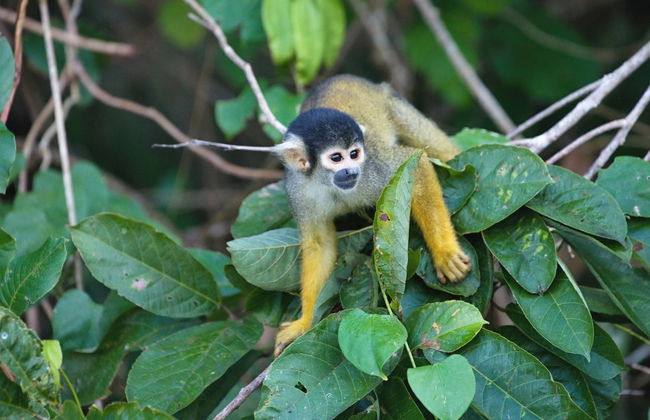 Lake Sandoval Amazon Trek - Foto 2