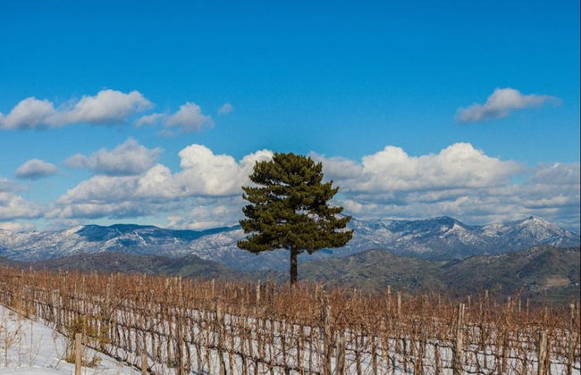 Visita às vinícolas Vini Gambino - Foto 4