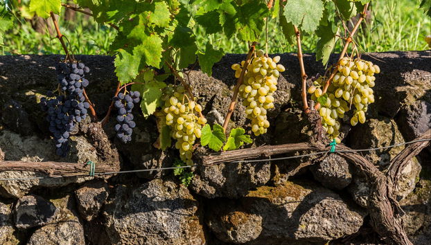 Visita às vinícolas Vini Gambino - Foto 5