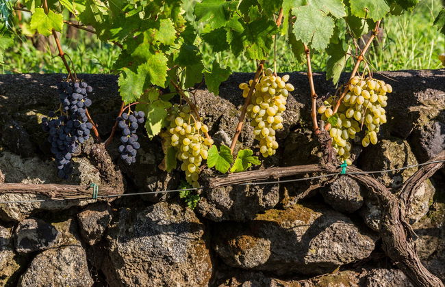 Visita às vinícolas Vini Gambino - Foto 5